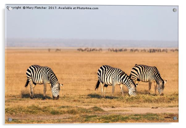 Zebras Acrylic by Mary Fletcher