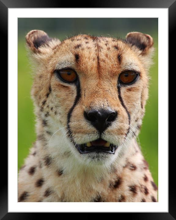 I am looking at you and I'm hungry! Framed Mounted Print by Mike Rogers
