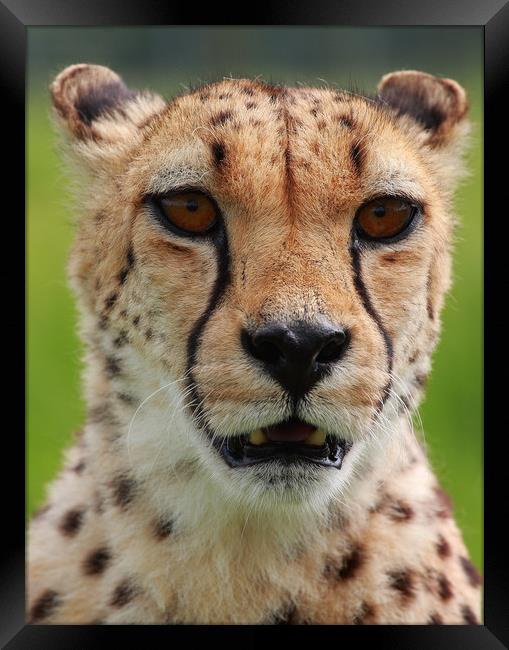 I am looking at you and I'm hungry! Framed Print by Mike Rogers