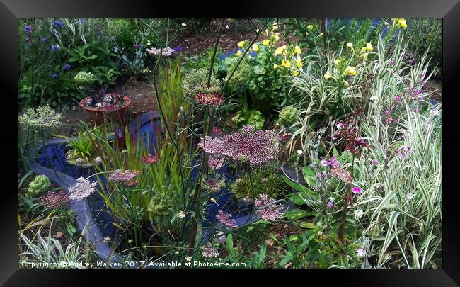 wildlife pond with ornamental plants Framed Print by Audrey Walker