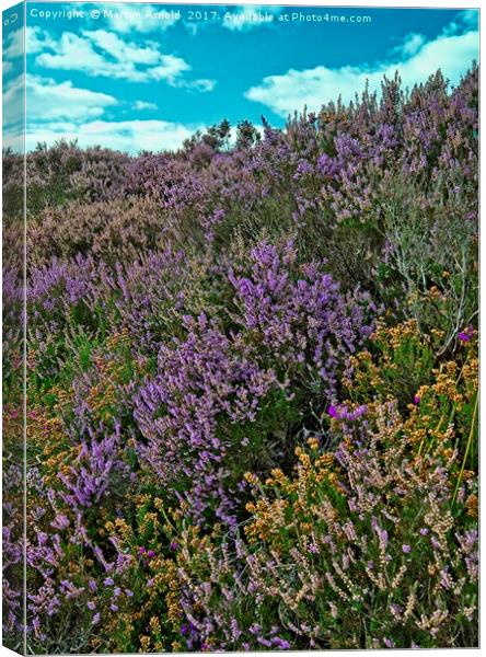 Moorland Heather Canvas Print by Martyn Arnold