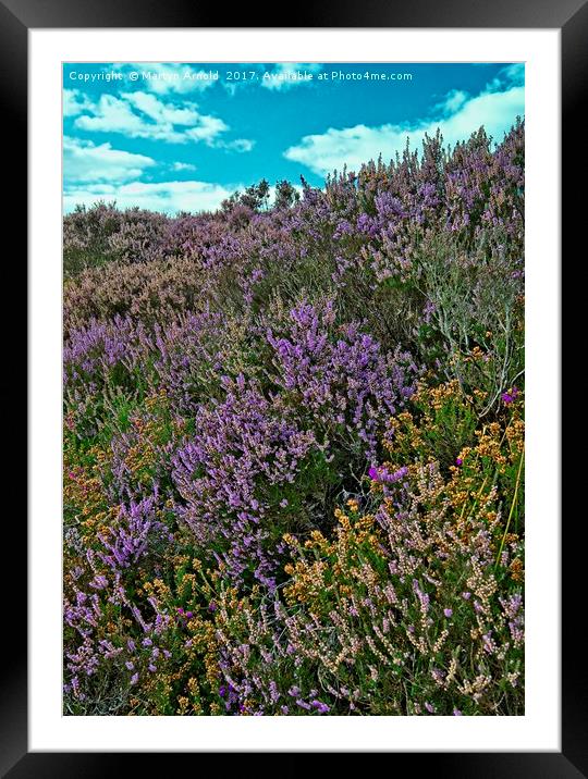 Moorland Heather Framed Mounted Print by Martyn Arnold