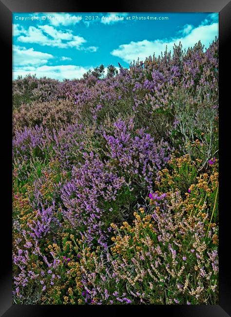 Moorland Heather Framed Print by Martyn Arnold