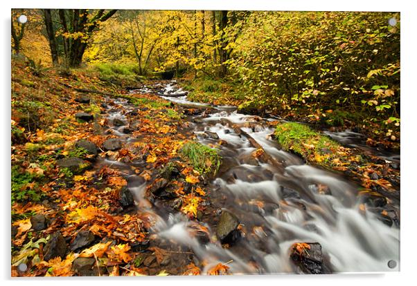 Oregon Autumn Beauty Acrylic by Mike Dawson