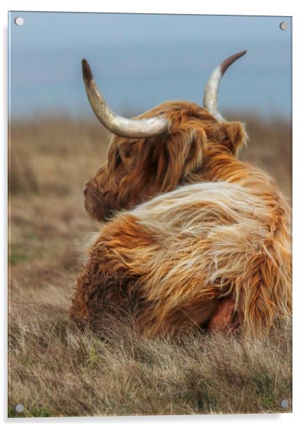 Portrait of a Highland Cow, lying down in the gras Acrylic by Chantal Cooper