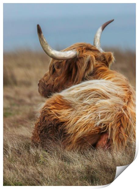 Portrait of a Highland Cow, lying down in the gras Print by Chantal Cooper