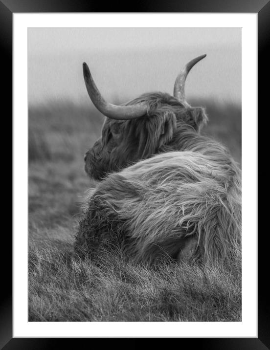 Highland Cow in black and white Framed Mounted Print by Chantal Cooper