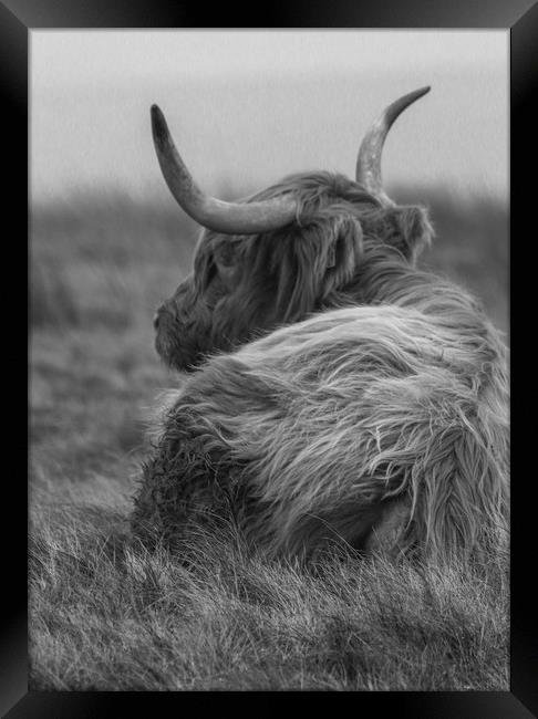 Highland Cow in black and white Framed Print by Chantal Cooper