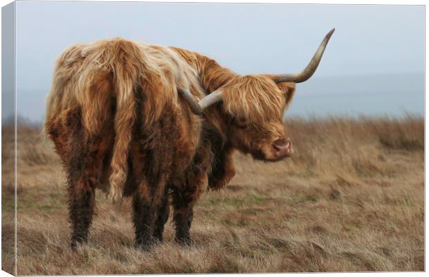 Portrait of a Highland Cow Canvas Print by Chantal Cooper