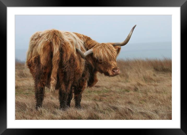 Portrait of a Highland Cow Framed Mounted Print by Chantal Cooper