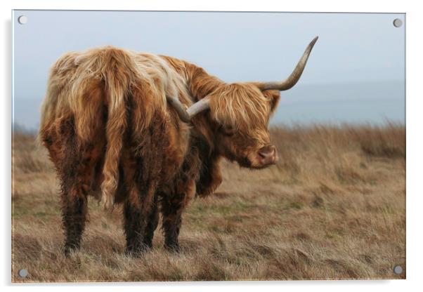 Portrait of a Highland Cow Acrylic by Chantal Cooper