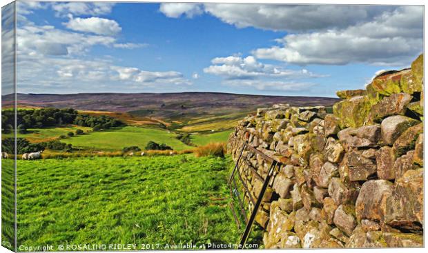 "Stone Wall in Westerdale" Canvas Print by ROS RIDLEY