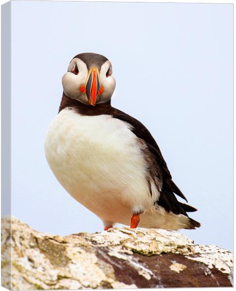 Puffin Portrait against the sky Canvas Print by Chantal Cooper
