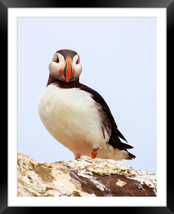 Puffin Portrait against the sky Framed Mounted Print by Chantal Cooper