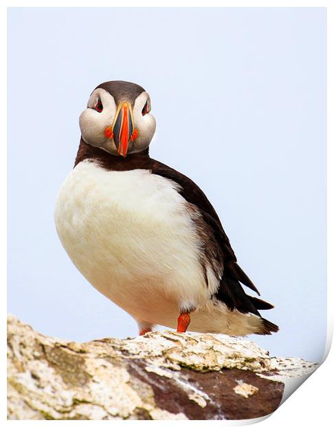 Puffin Portrait against the sky Print by Chantal Cooper