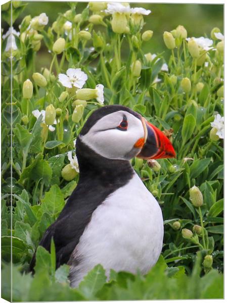 Puffin portrait among tflowers Canvas Print by Chantal Cooper
