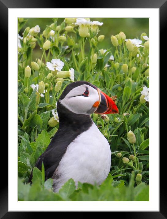 Puffin portrait among tflowers Framed Mounted Print by Chantal Cooper