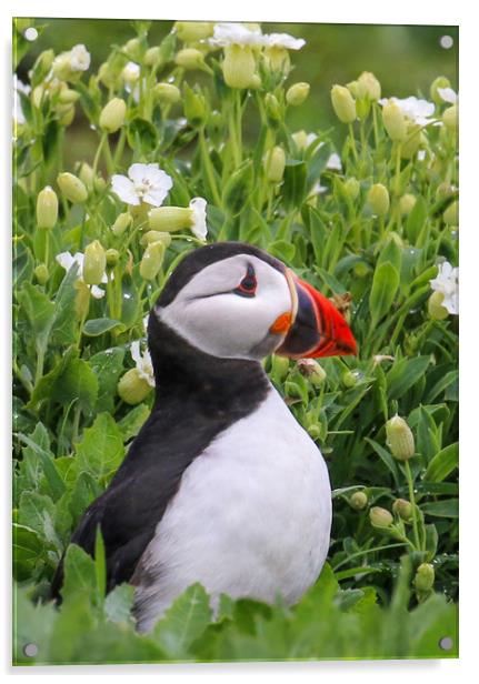 Puffin portrait among tflowers Acrylic by Chantal Cooper