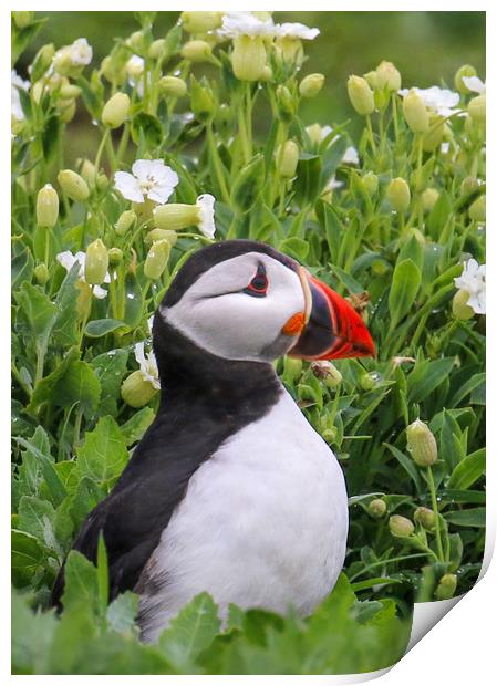 Puffin portrait among tflowers Print by Chantal Cooper