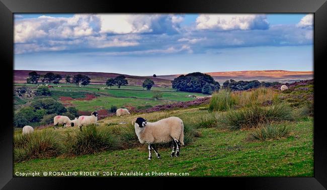 "Sheep on the North York Moors" Framed Print by ROS RIDLEY