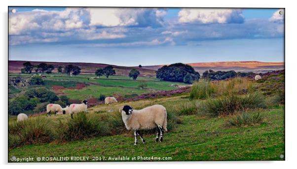 "Sheep on the North York Moors" Acrylic by ROS RIDLEY