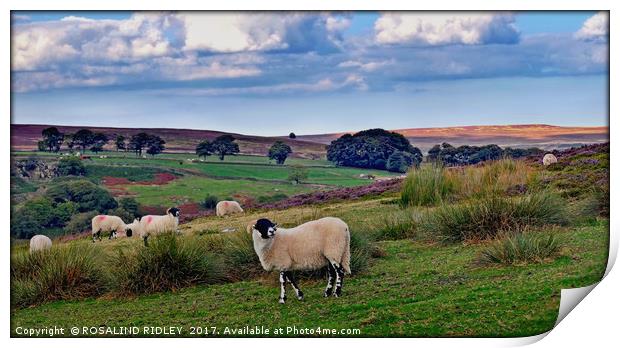 "Sheep on the North York Moors" Print by ROS RIDLEY