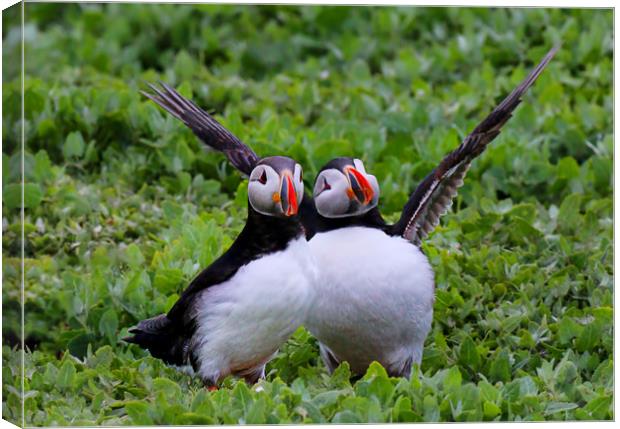 Comical Puffins waving to the camera Canvas Print by Chantal Cooper