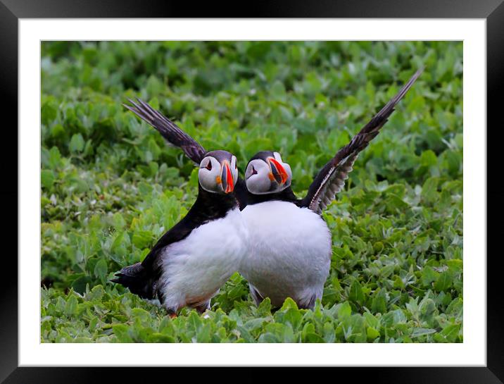 Comical Puffins waving to the camera Framed Mounted Print by Chantal Cooper