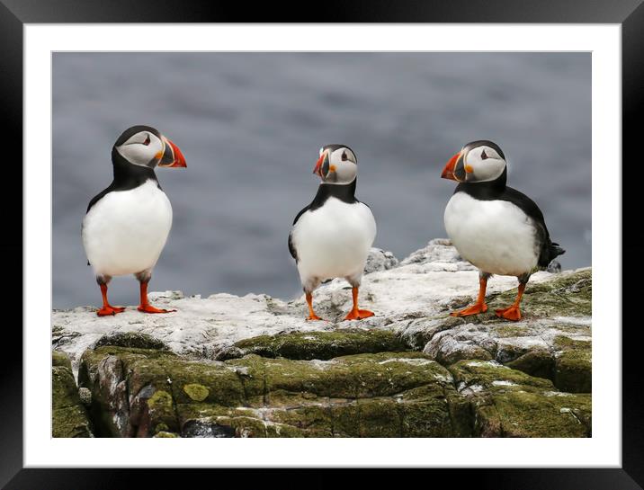 Trio of Puffins Framed Mounted Print by Chantal Cooper
