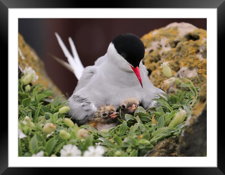 Arctic Tern and Chicks Framed Mounted Print by Chantal Cooper