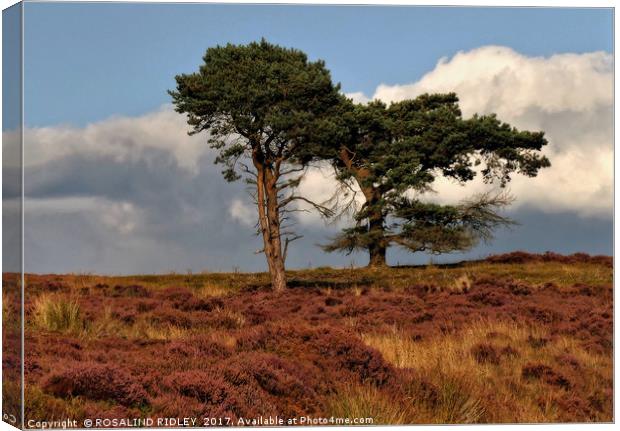 "Trees in the heather" Canvas Print by ROS RIDLEY