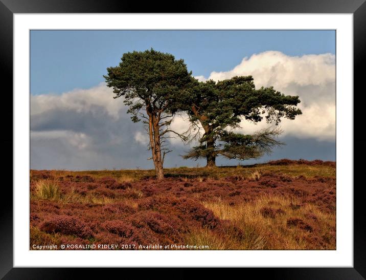 "Trees in the heather" Framed Mounted Print by ROS RIDLEY