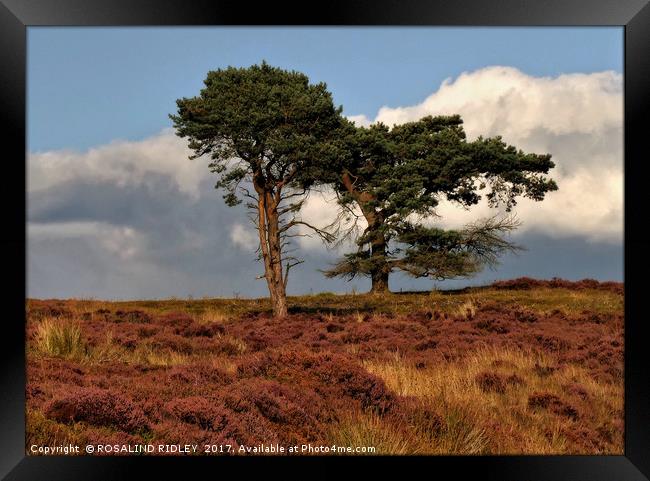 "Trees in the heather" Framed Print by ROS RIDLEY