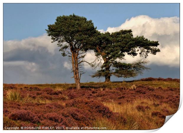 "Trees in the heather" Print by ROS RIDLEY
