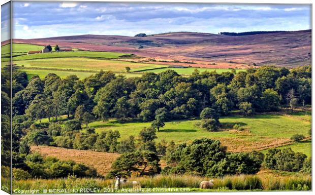 "A view across the North York Moors" Canvas Print by ROS RIDLEY