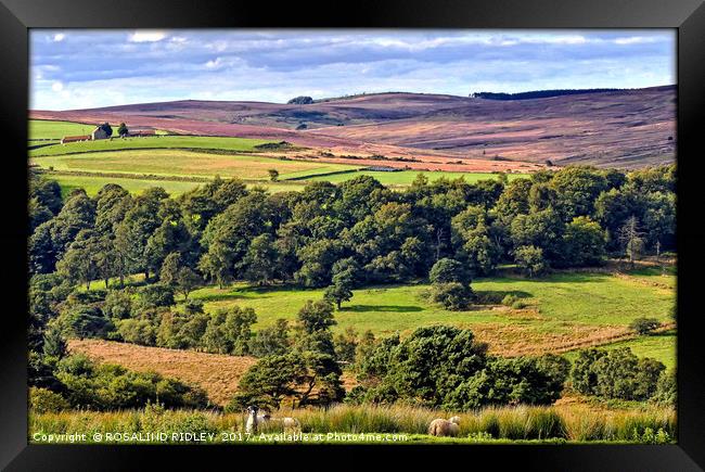 "A view across the North York Moors" Framed Print by ROS RIDLEY