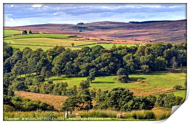 "A view across the North York Moors" Print by ROS RIDLEY
