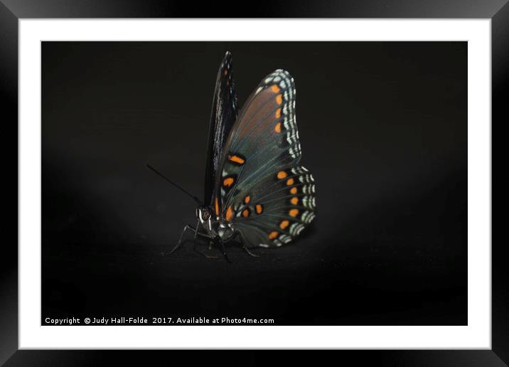 Drying Wings Framed Mounted Print by Judy Hall-Folde