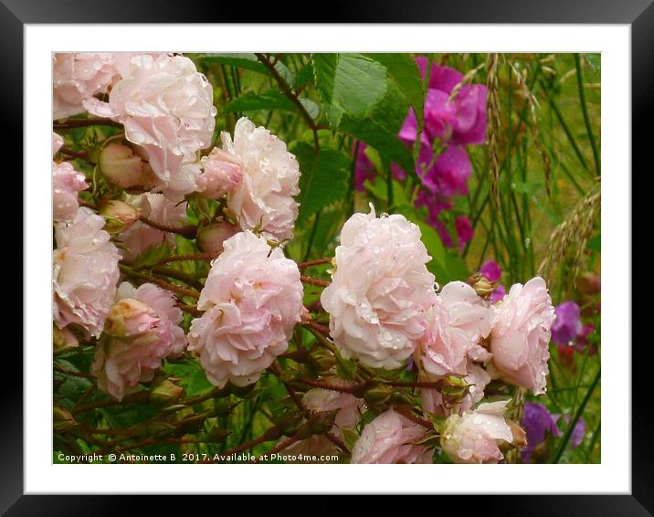 Roses,Sweet Peas and Raindrops  Framed Mounted Print by Antoinette B
