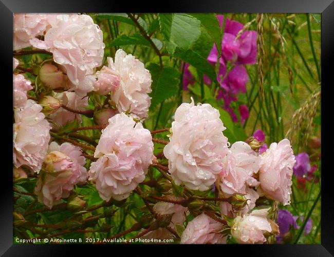 Roses,Sweet Peas and Raindrops  Framed Print by Antoinette B