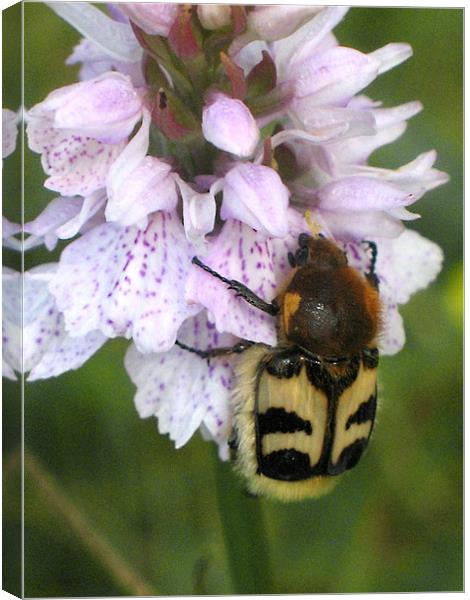 Bee Beetle on Spotted Orchid Canvas Print by Jacqi Elmslie