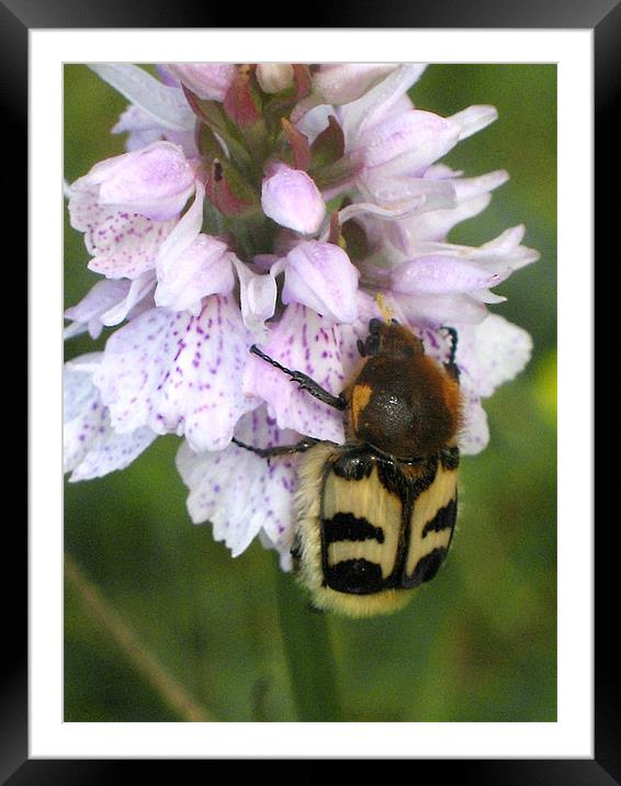 Bee Beetle on Spotted Orchid Framed Mounted Print by Jacqi Elmslie