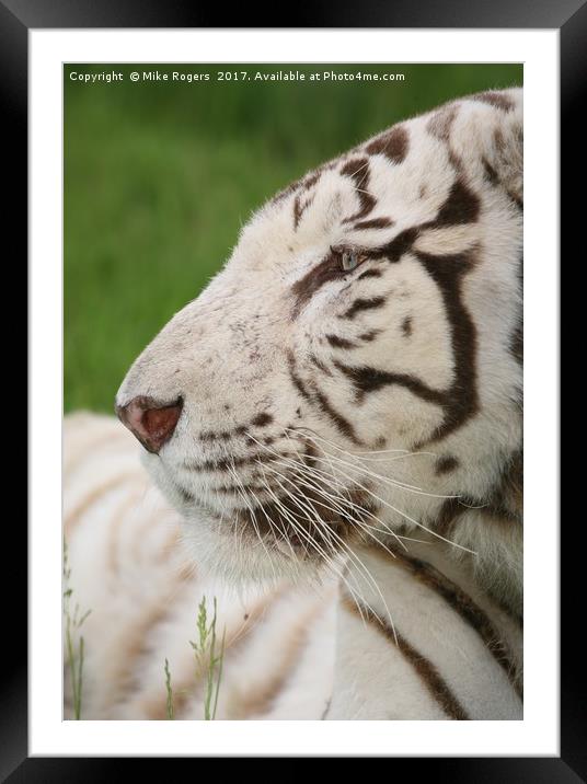 Rare relaxing white tiger Framed Mounted Print by Mike Rogers