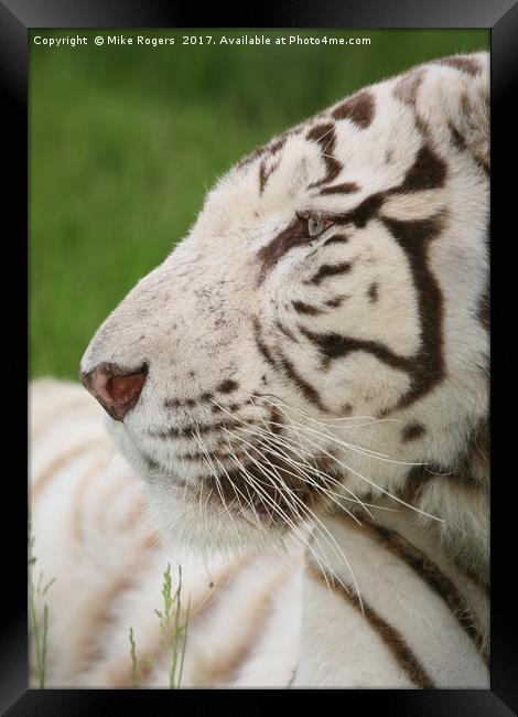 Rare relaxing white tiger Framed Print by Mike Rogers
