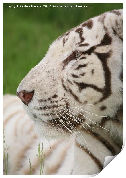 Rare relaxing white tiger Print by Mike Rogers