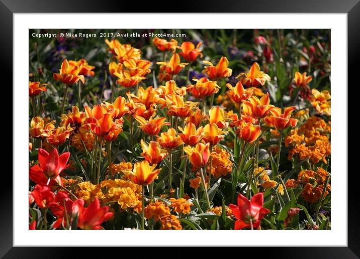 Tulips in the spring Framed Mounted Print by Mike Rogers