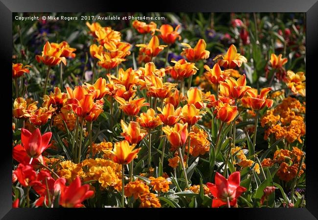 Tulips in the spring Framed Print by Mike Rogers