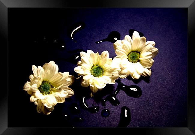 Chrysanthemum Framed Print by Doug McRae