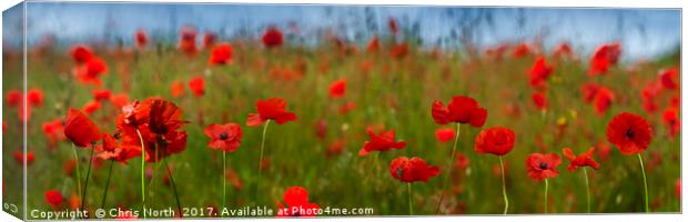 Field of Poppies Panorama.  Canvas Print by Chris North