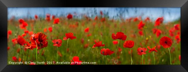 Field of Poppies Panorama.  Framed Print by Chris North